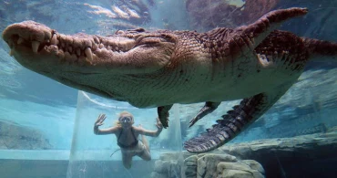 Crocosaurus Cove