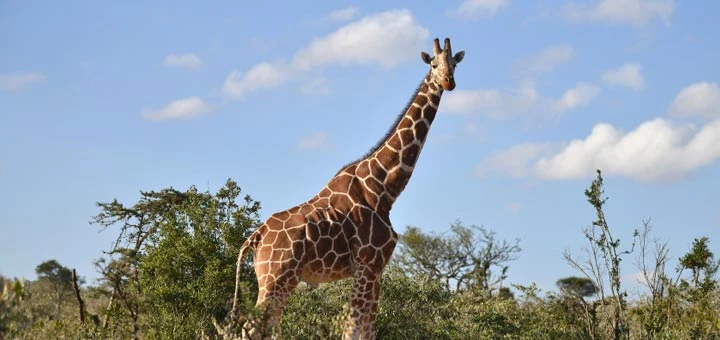 Découverte de la girafe au parc zoologique d'Amneville