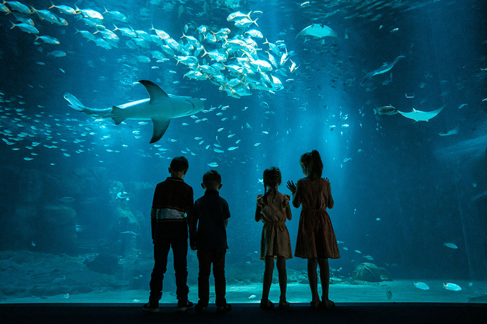 Requin Aquarium
