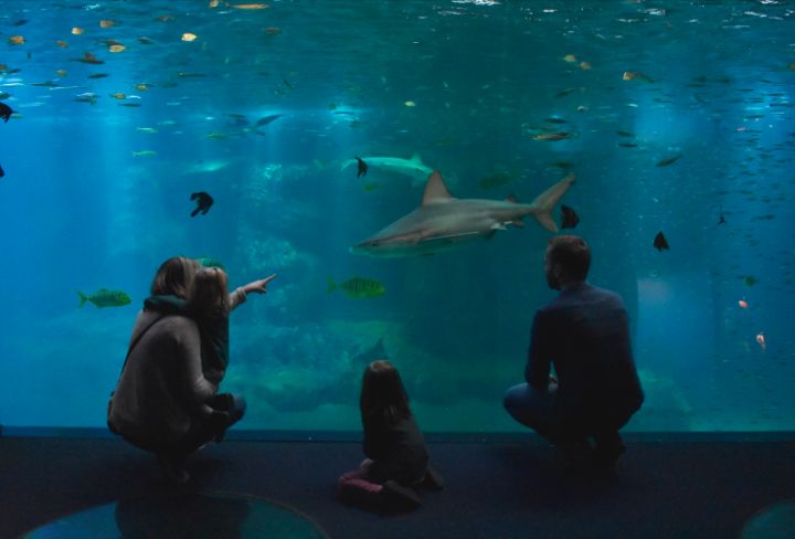 Requin Aquarium