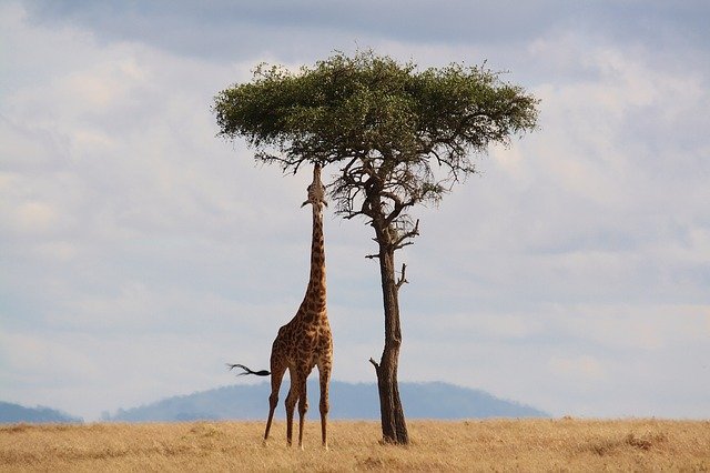 giraffe, kenya, africa